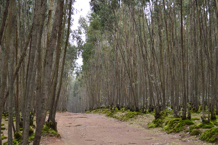 In Defense Of The Infamous Eucalyptus Tree