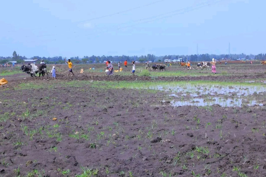 Amhara State Land Reform Unlocks Capital, But Stirs Fears of Rural Dispossession