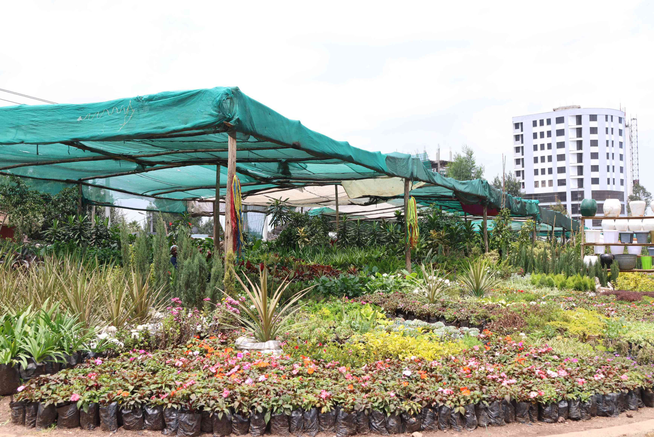 In Greening Addis Abeba, a Legacy Planted, a Market Overlooked